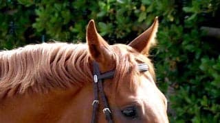【８日の注目・新潟１０Ｒ】注目の超良血馬が復帰戦　母はグランプリ２着、近親にも重賞ウィナーが並ぶ