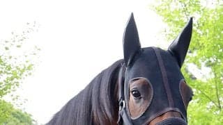 【８日の注目・中京１１Ｒ】チャーチルダウンズＣ３着のバルセシートが自己条件から再始動　姉はＧ１馬レシステンシア