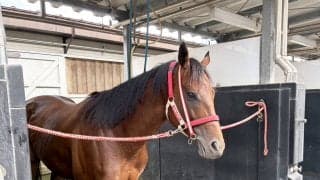 ラストシーズンのフォーエバーヤングが函館に帰厩　９月７日に米遠征へ出国　矢作調教師「もう一段、パワーアップした体になっている」