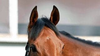 【注目馬動向】ジッピーチューンは紫苑Ｓで復帰　桜花賞３着後に右前肢の剥離骨折で休養　美浦トレセンに帰厩
