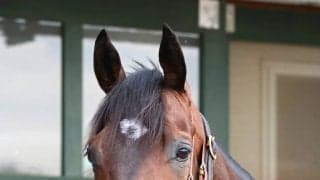 【９日の注目・新潟６Ｒ】皐月賞３着のライヒスアドラー　秋への飛躍を目指して３勝クラスに登場　良血古馬を撃破なるか