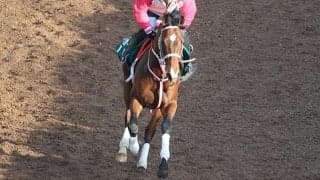 GI馬レシステンシアの息子 コルベータが土曜中京芝1200mで初陣/関西馬メイクデビュー情報