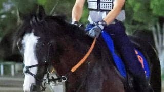 【ジャックルマロワ賞】４戦連続の海外挑戦となるシュトラウス　初の直線競馬に対応できるかがカギも武井調教師に策あり