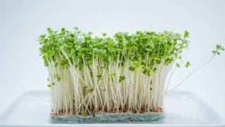 栄養たっぷり「ブロッコリースプラウト」