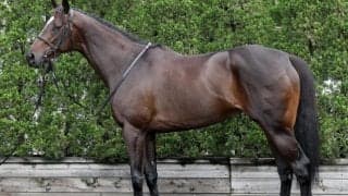 【アイルランドT】「横の比較では圧倒的」「ストライド勝負になる東京はドンと来い」 馬体派記者が注目した実績馬とは