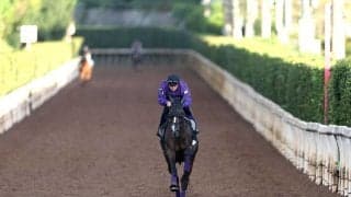 【アイルランドＴ】メンバー唯一のＧ１馬カムニャックがいつも通りの“友道流”仕上げ「今回は落ち着きもあります」
