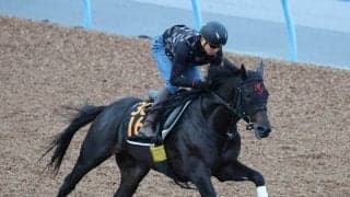 土曜東京競馬場の注目激走馬…東京１１Ｒサウジアラビアロイヤルカップ・Ｇ３