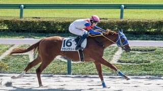 【東京6R新馬戦結果】7番人気グラスラリーが2馬身差で快勝 ゴールドドリーム産駒