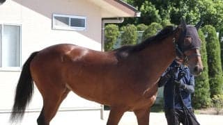 【秋華賞】初の関西輸送を無事クリア　武豊騎手と挑むマスターソアラは「不安を感じるところもなかった」