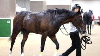 【注目馬動向】アイビーＳを勝利したキャピタルストーンは年末の２歳Ｇ１へ　久保田調教師「賞金を加算できてよかった」